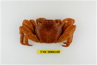 藏品(白紋方蟹)的圖片